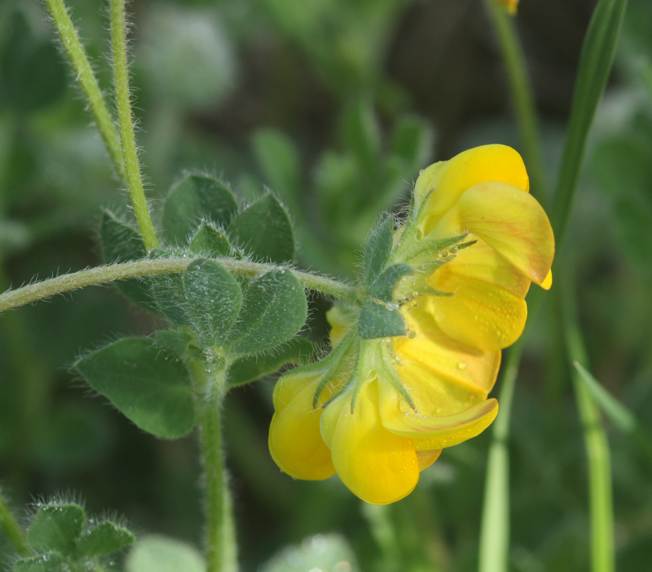 Lotus corniculatus?